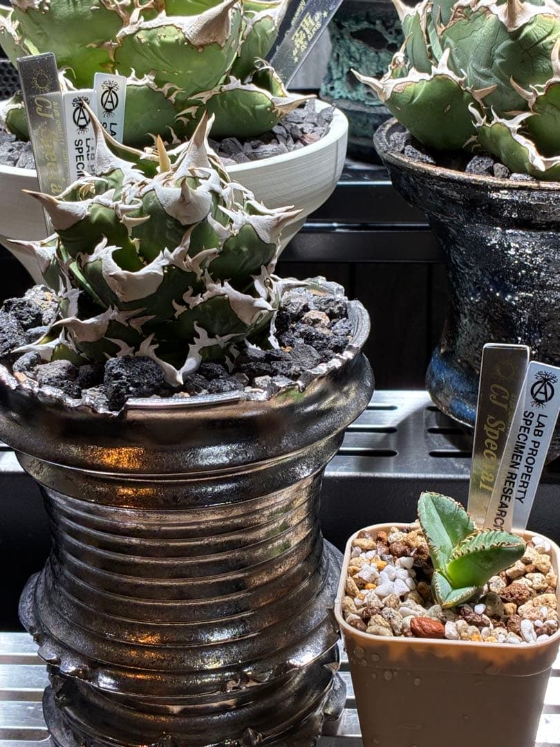 t*i様 アガベ cjspecial 大白鯊 ホホジロザメ 子株 ⭐︎タグ付き