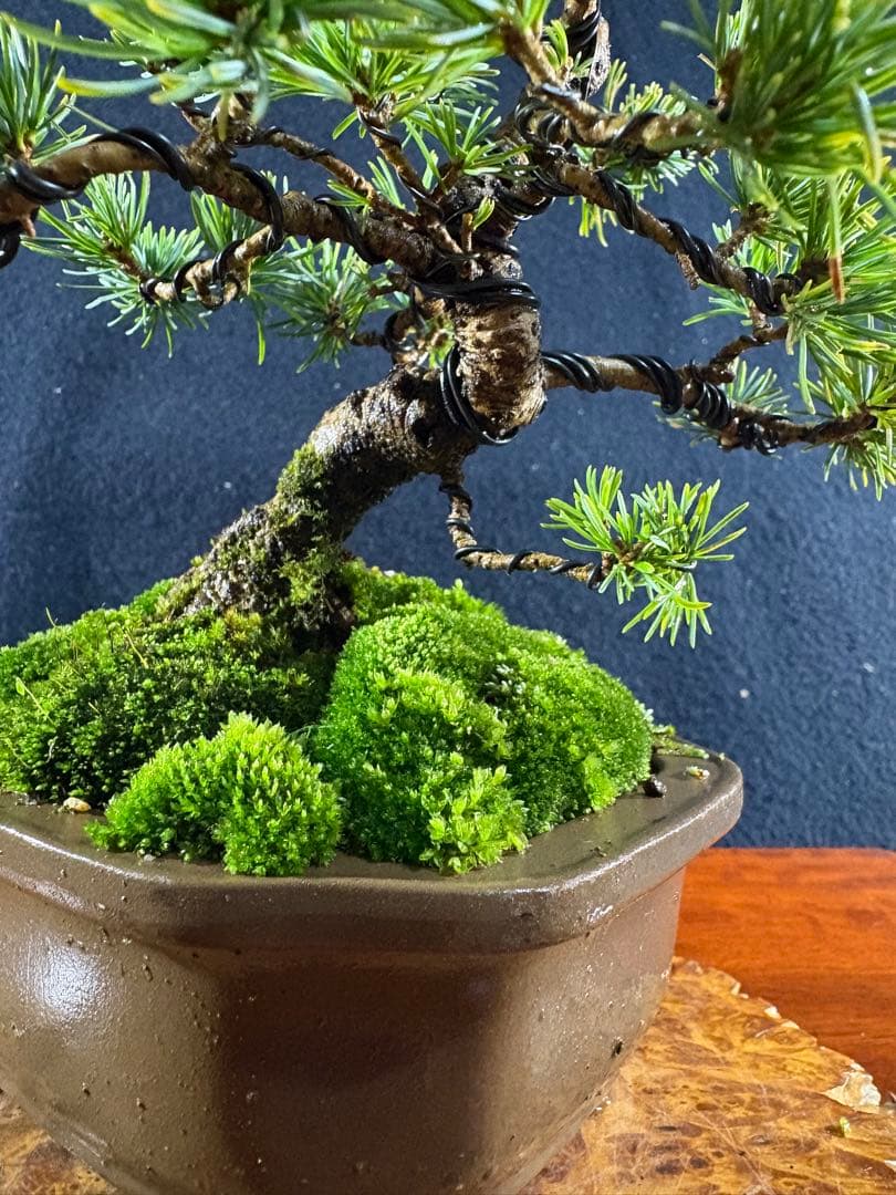 小品盆栽、赤石五葉松、模様懸崖作り 目立った傷や汚れ無し - メルカリ