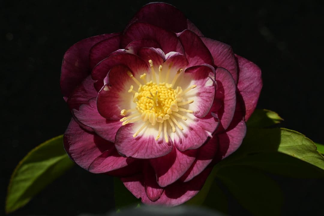 クリスマスローズ　認定紅白の輝き　加藤農園 いよいよシーズン開始!! 加藤農園クリスマスローズ大集合!! | オザキ