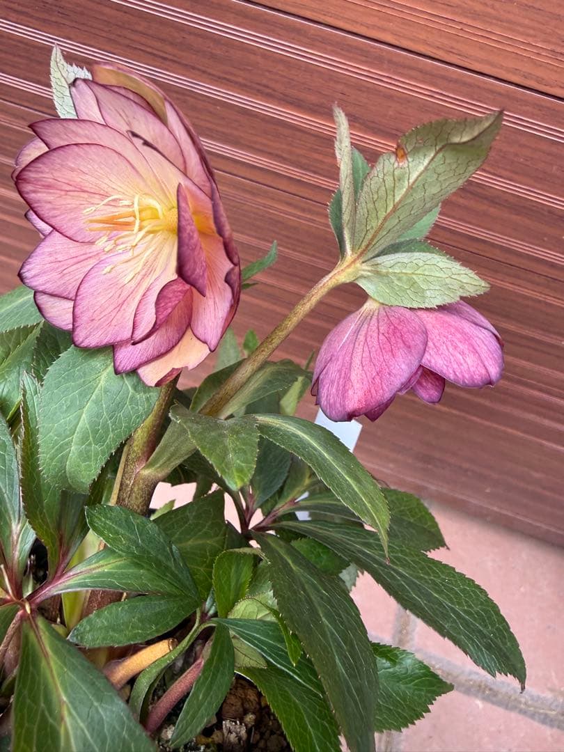 未株分】クリスマスローズ 大木ナーセリー ムルチ系オーレア交配