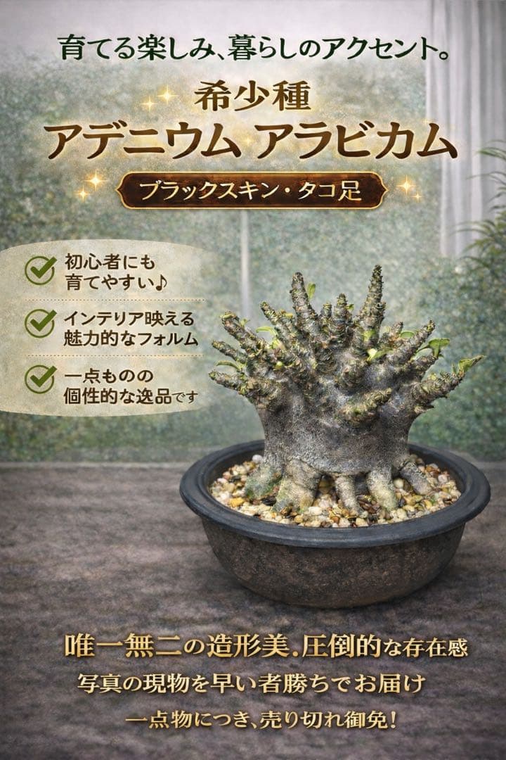 アデニウム　アラビカム　ブラック、スキン　タコ足　美株　大株ドワーフ￼ 黒肌》アデニウム アラビカム 