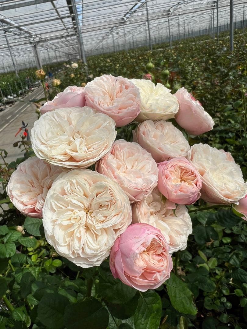 花切品種苗　バラ苗　レアバラ 予約販売 バラ苗 バラ大苗 正 契約品種 薔薇 ばら 送料無料 国産苗