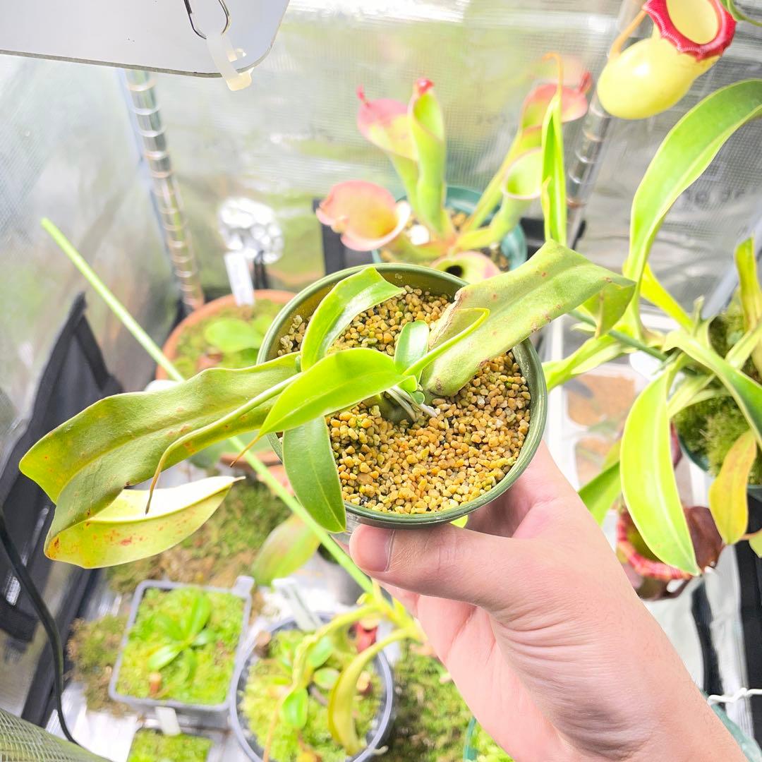 nepenthes ventricosa quezon luzon - メルカリ