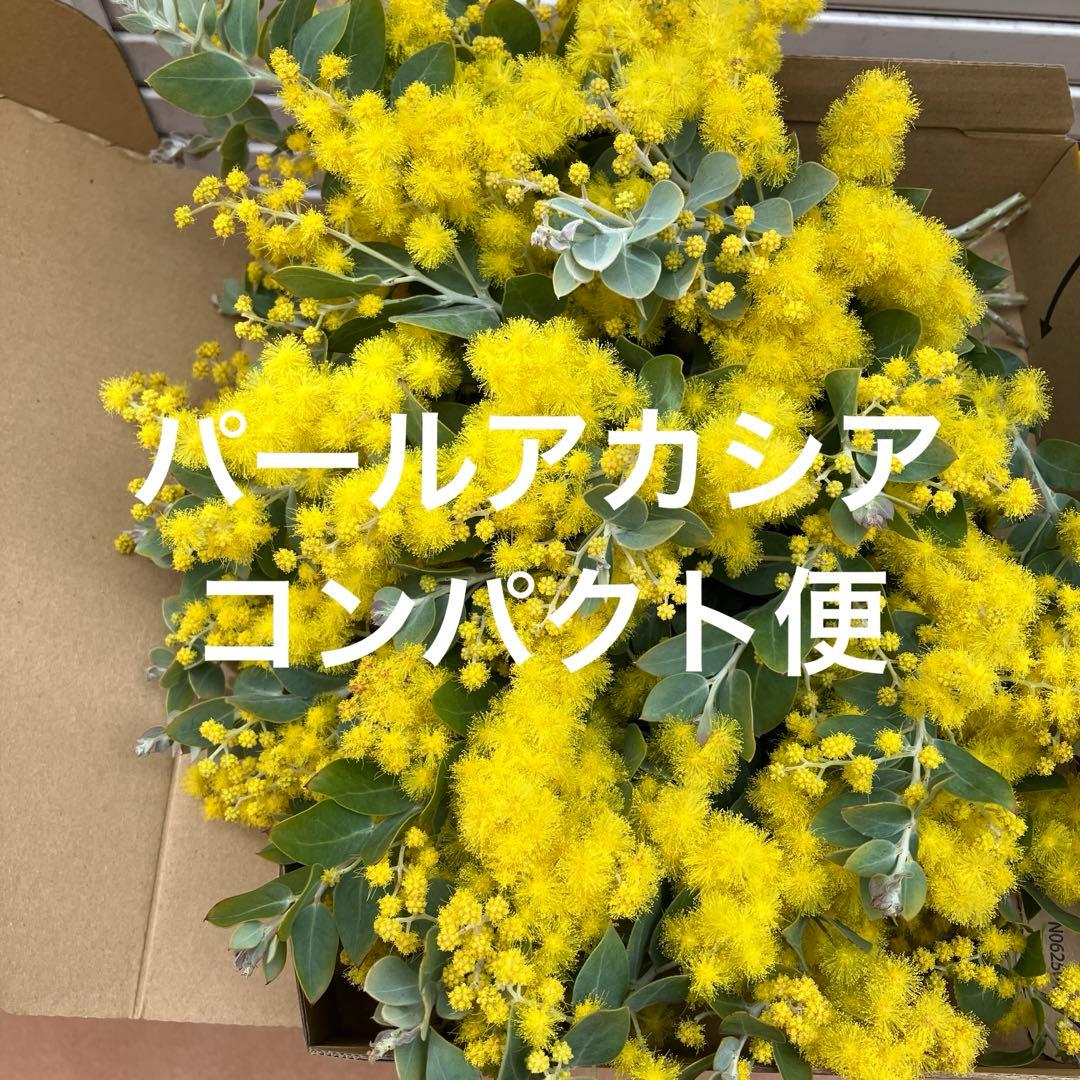 ミモザ パールアカシア 真珠葉 開花 フレッシュ 生花 切花 - メルカリ