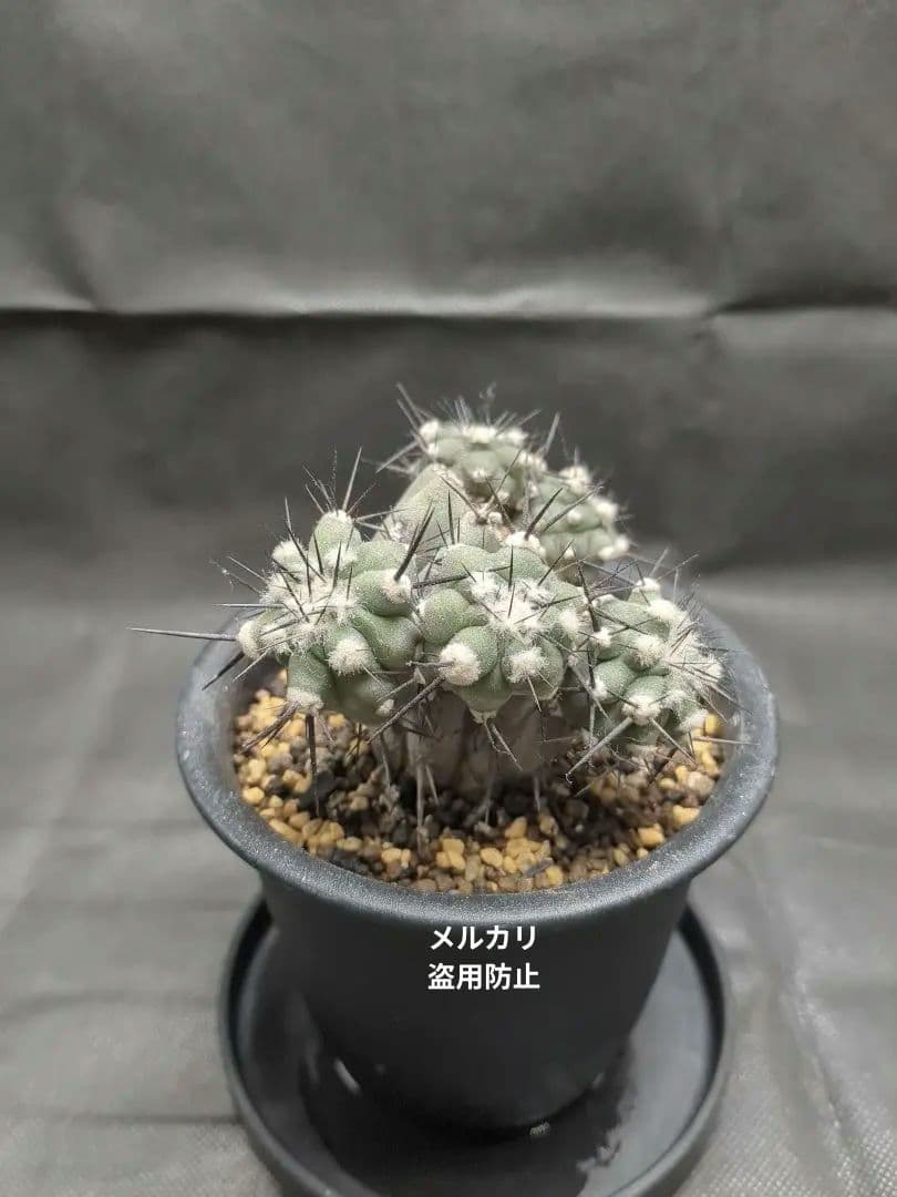Copiapoa　コピアポア カリザレンシス　黒閃玉　現地球　群生　貴重 観葉植物 種子 種 Copiapoa Carizalensis コピアポア カリザレンシス
