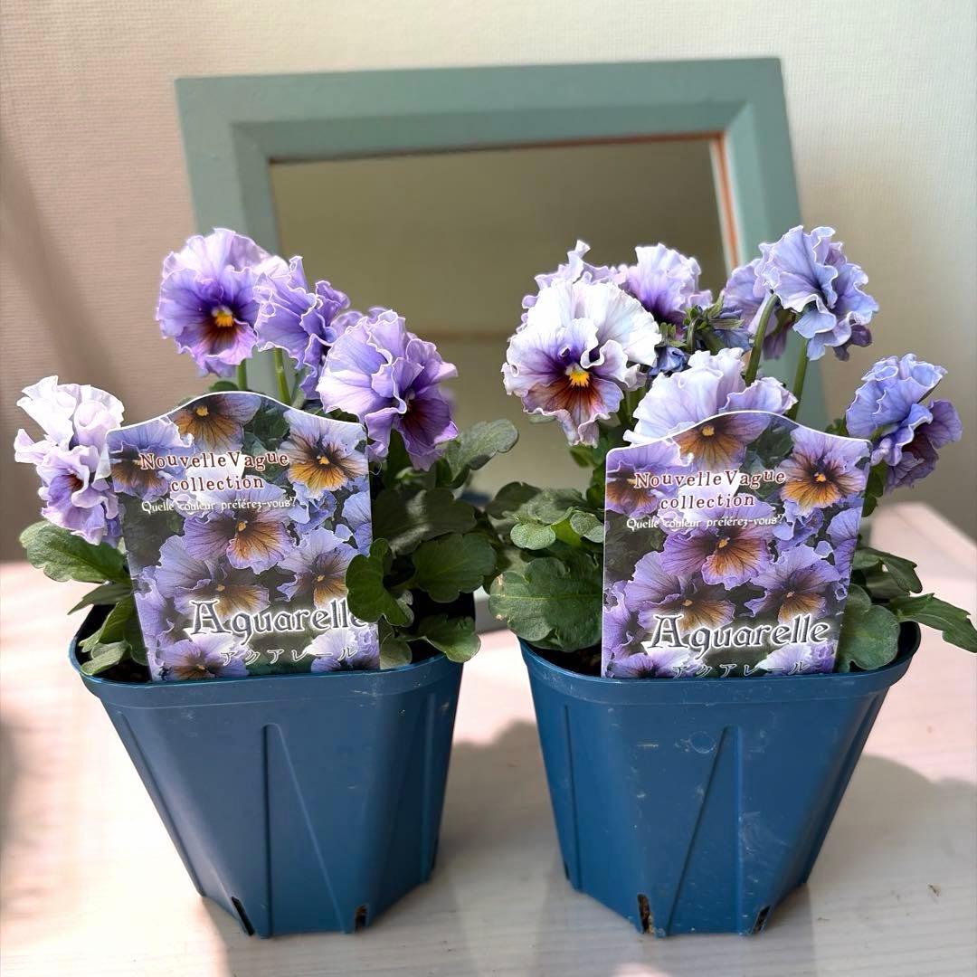 ✿Dom❤Mia✿プロフ必読✿様　リクエスト　14苗