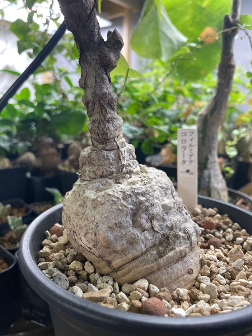 フィルミアナ コロラータ 塊根 コーデックス 観葉植物 - メルカリ