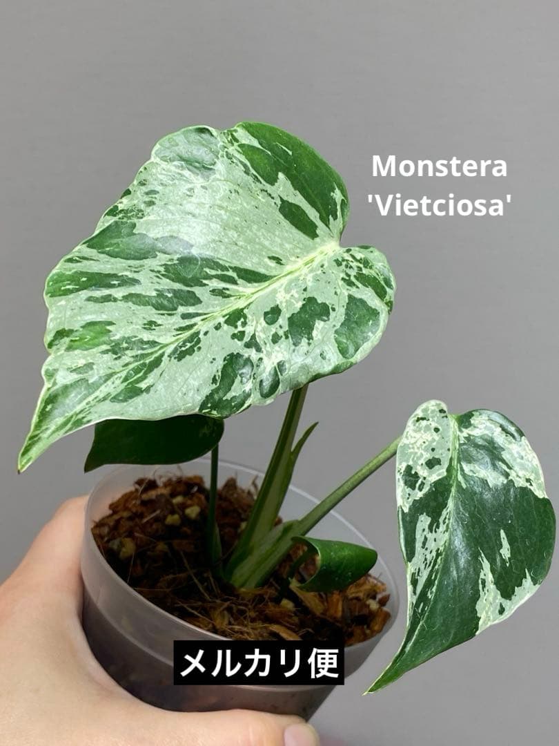 ル*ル様 【超美苗‼️】モンステラ　デリシオーサ　ベトシオーサ　バルバソー　フシ Monstera Deliciosa 'Burbasaur' モンステラデリシオーサバルバソー