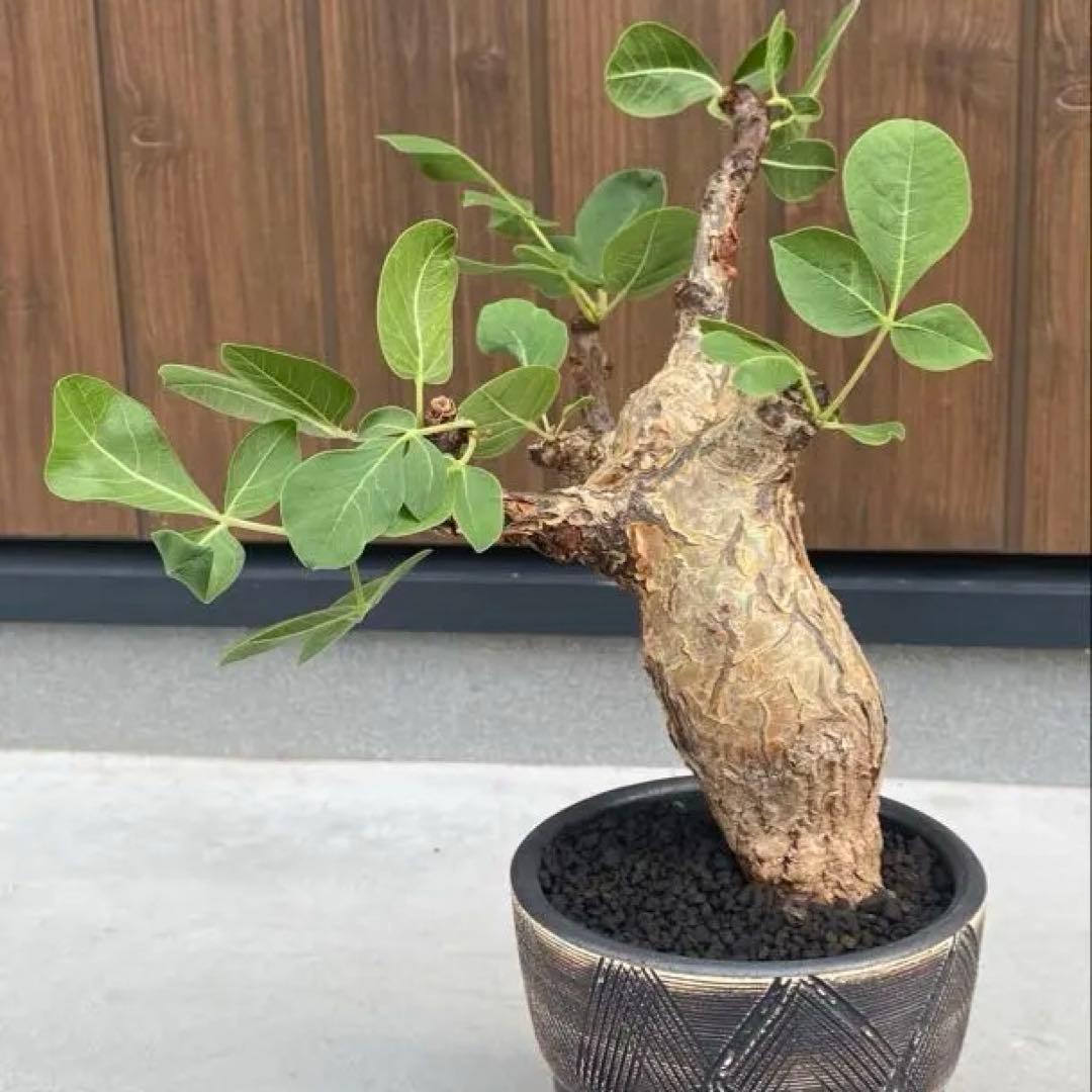 コミフォラ　グイドッティ　灌木　良型　発根済　現地球 コミフォラ グイドッティ 灌木 良型 発根済 現地球 - メルカリ