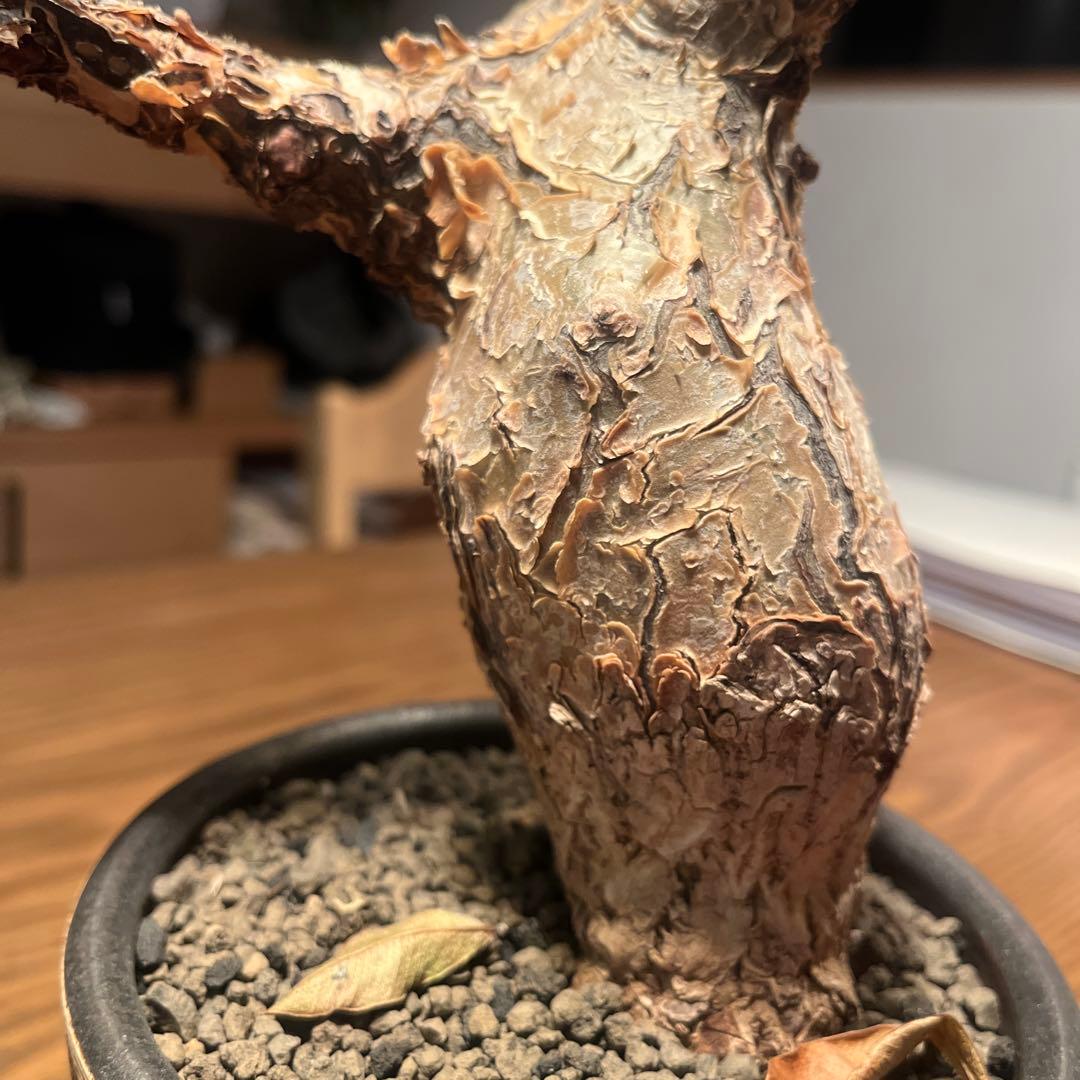 コミフォラ グイドッティ 灌木 良型 発根済 現地球 - メルカリ