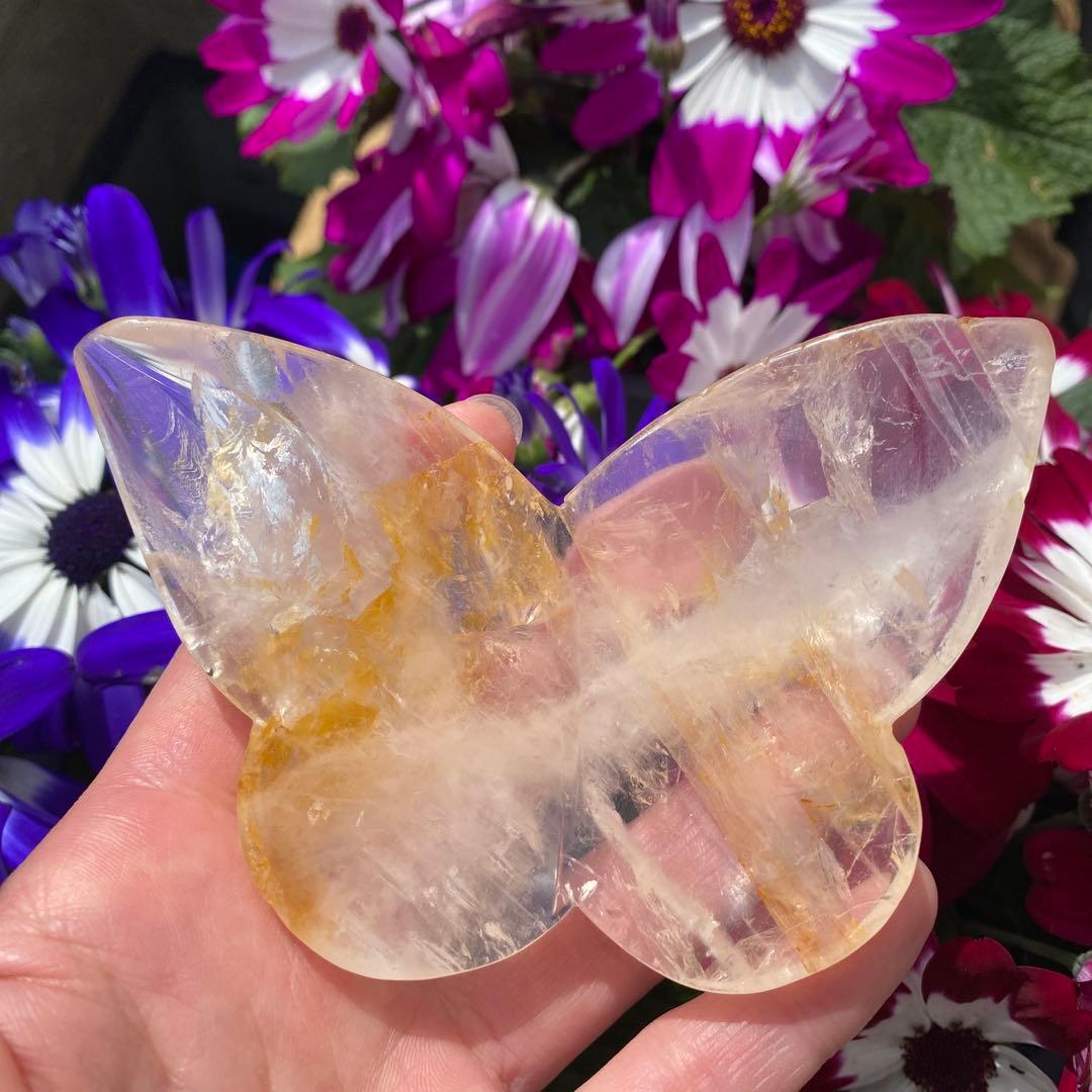 ゴールデンヒーラー ちょうちょ ② ゴールデンヒーラー ちょうちょ ②