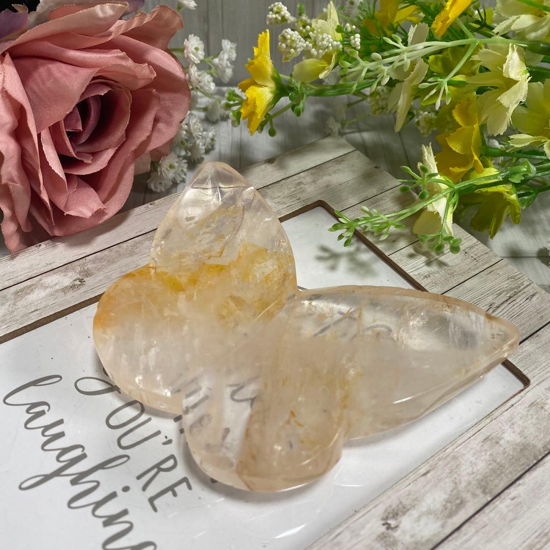 ゴールデンヒーラー ちょうちょ ②