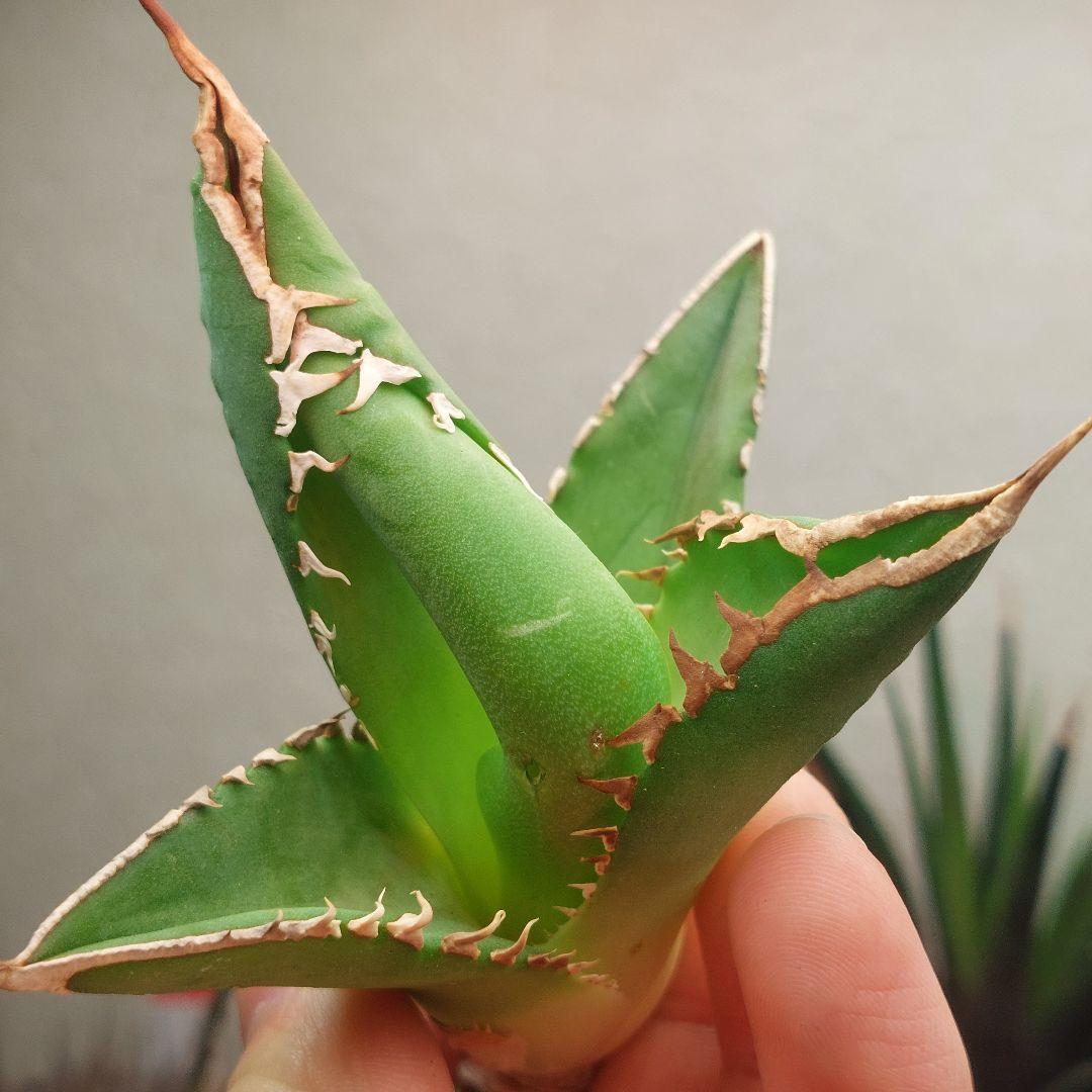 特価】アガベ チタノタ 緑幽霊 極上株 - メルカリ