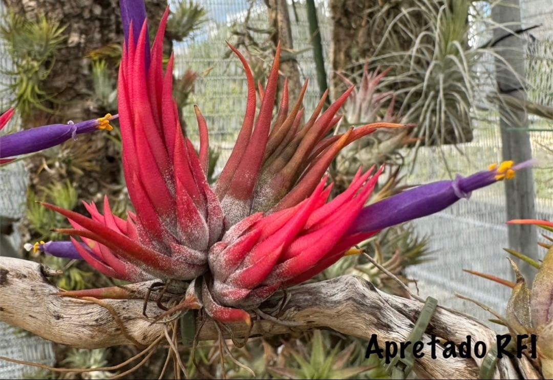 Tillandsia Apretado RFI 速達発送 - メルカリ