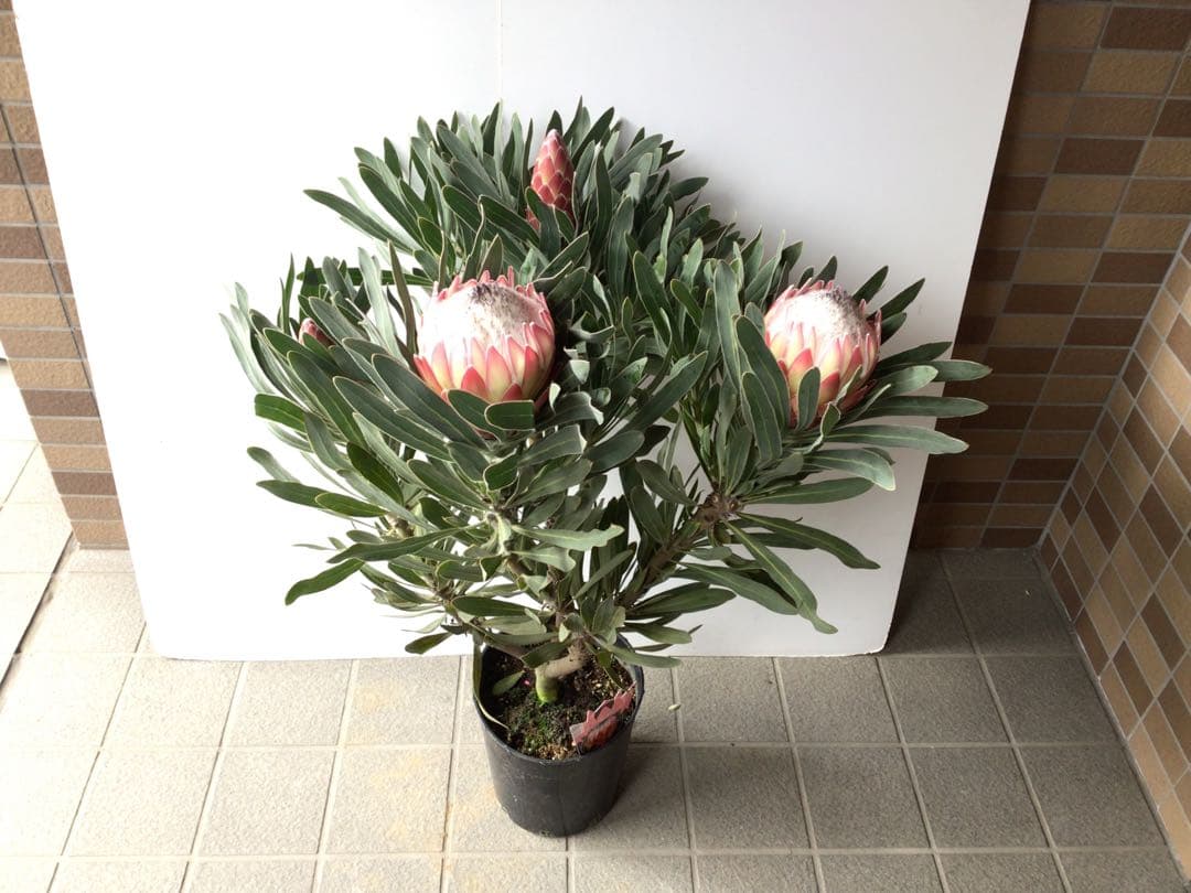 幹が太く根もしっかり張ってるプロテア・ポッサムマジック4輪咲き