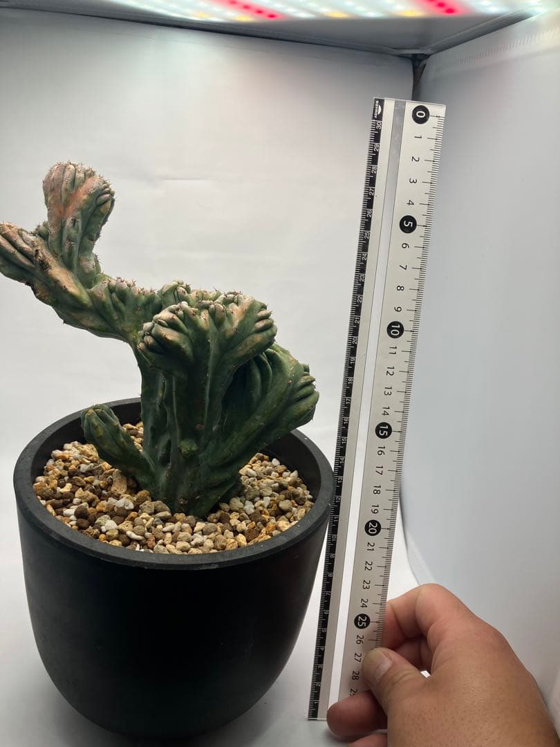 圧倒的】竜神木 綴化 Maceta鉢付き / ヴィンテージ感漂う古木の風格