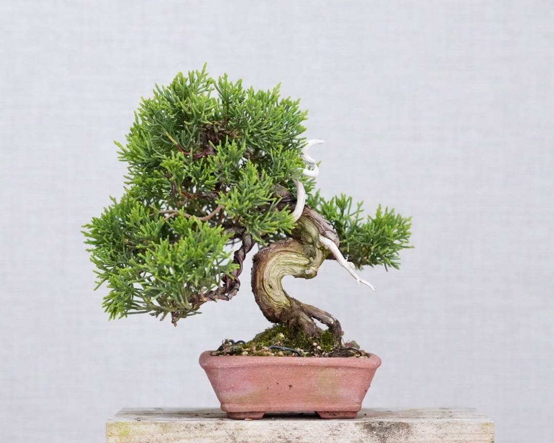 亦盆栽」糸魚川真柏 小品盆栽 - メルカリ