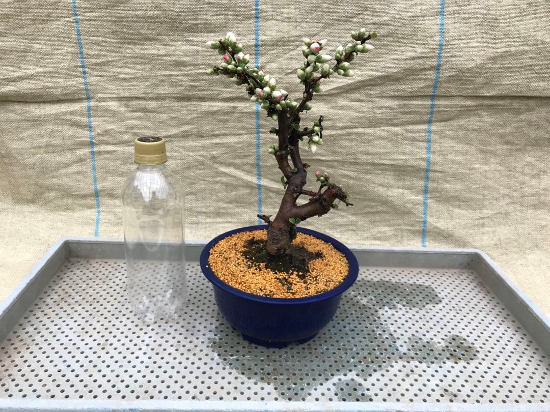 木瓜(ボケ)・放春花 安田錦 6寸(咲分け保証品)② - メルカリ