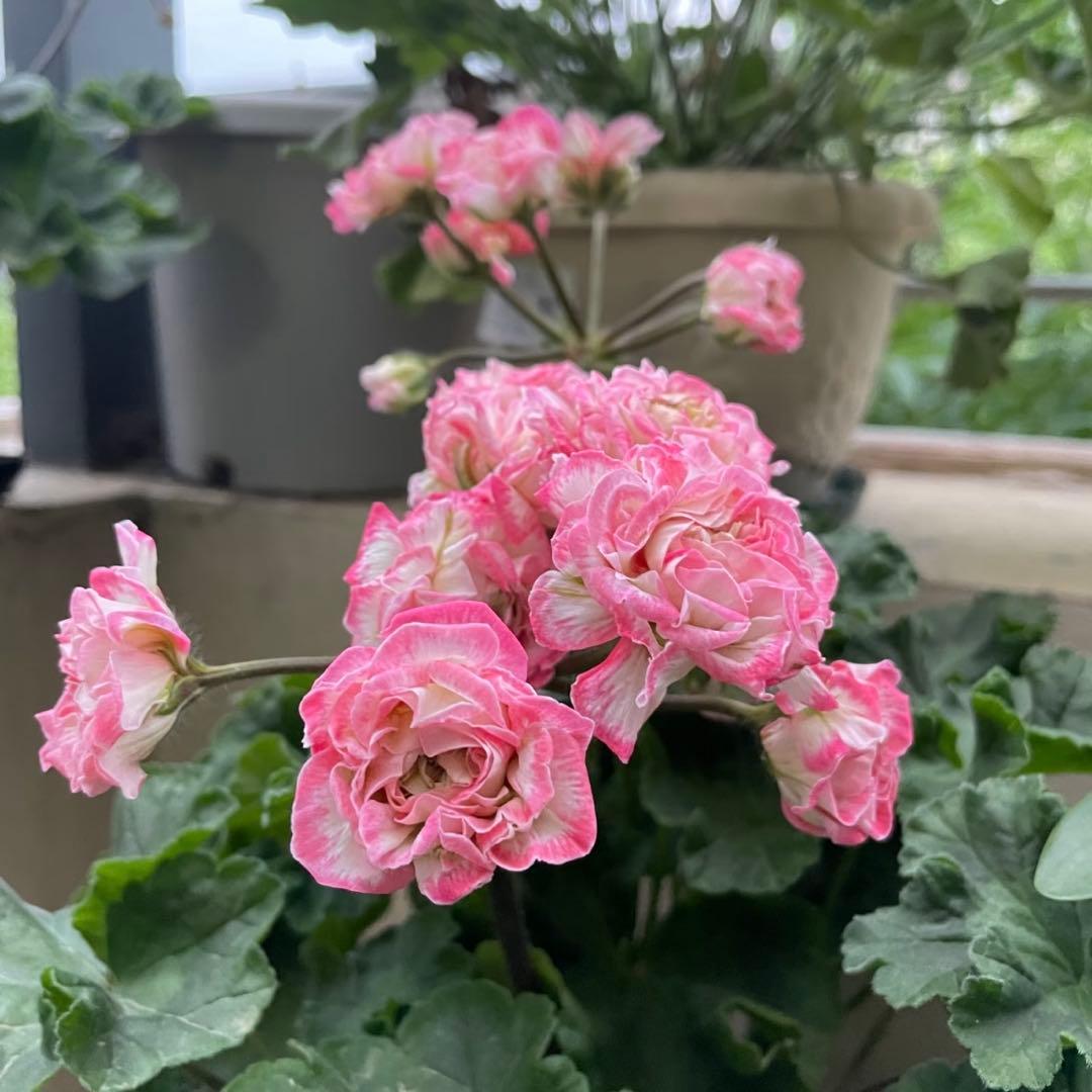 希少ゼラニウム 珍しいゼラニウム苗 レア品種ゼラニウム Avon01 - メルカリ