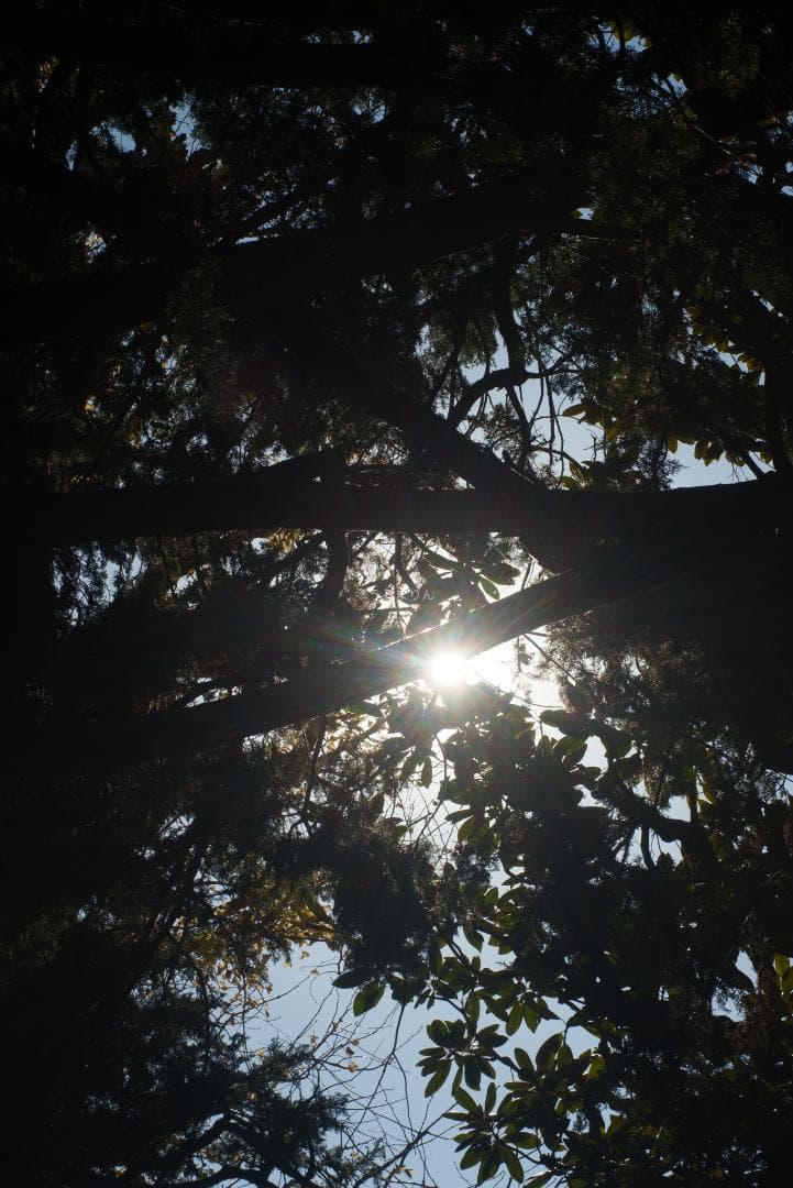 良品！木村文乃使用モデル！Leica Elmarit 90mm F2.8