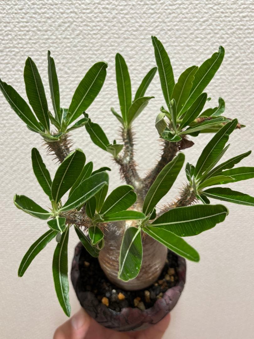 グラキリス 現地球 鶴仙園 関口貴仁 セキグチタカヒト