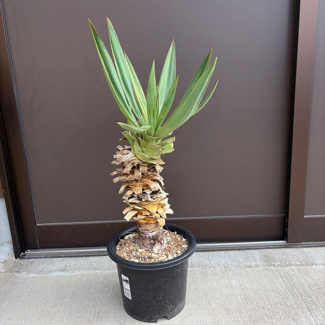 25071】（2ヘッド）ユッカグロリオサ アツバキミガヨラン - メルカリ