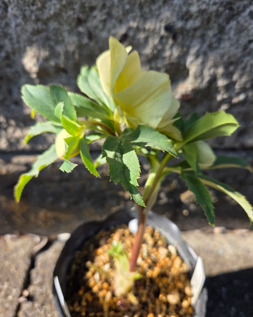 クリスマスローズ かぐや姫 - メルカリ