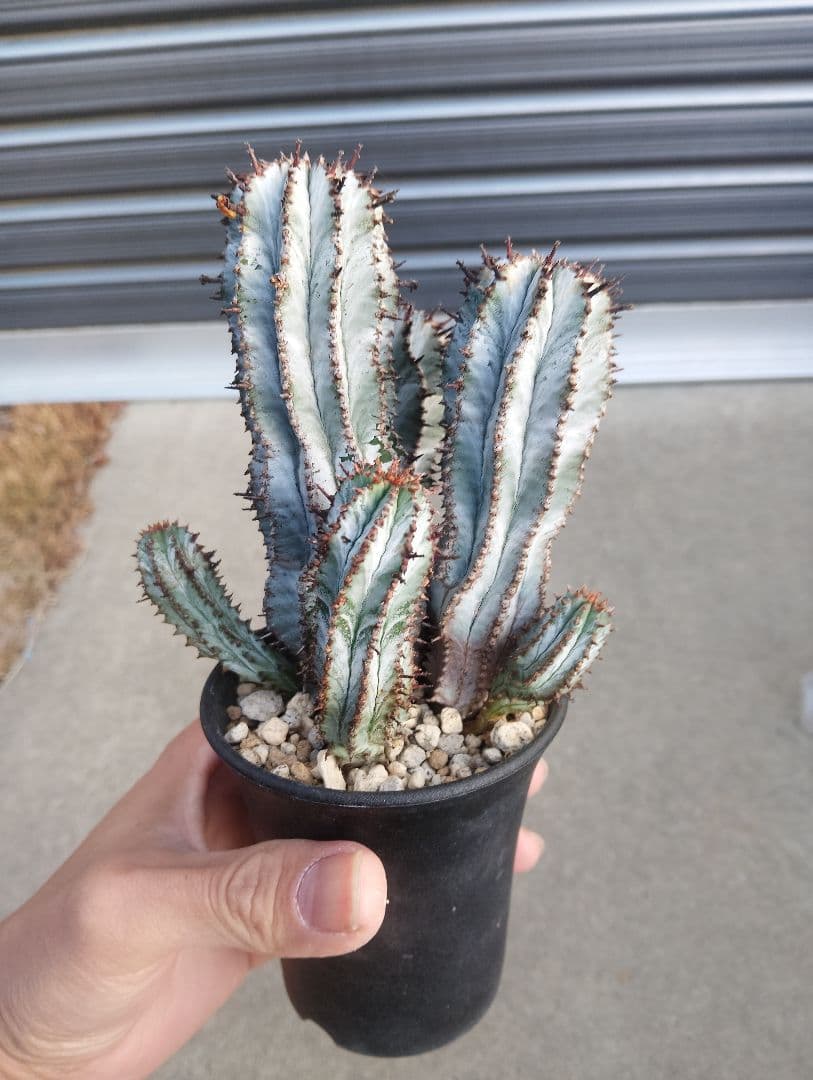 特選群生株 ユーフォルビア ホリダ \" スノーフレーク \"