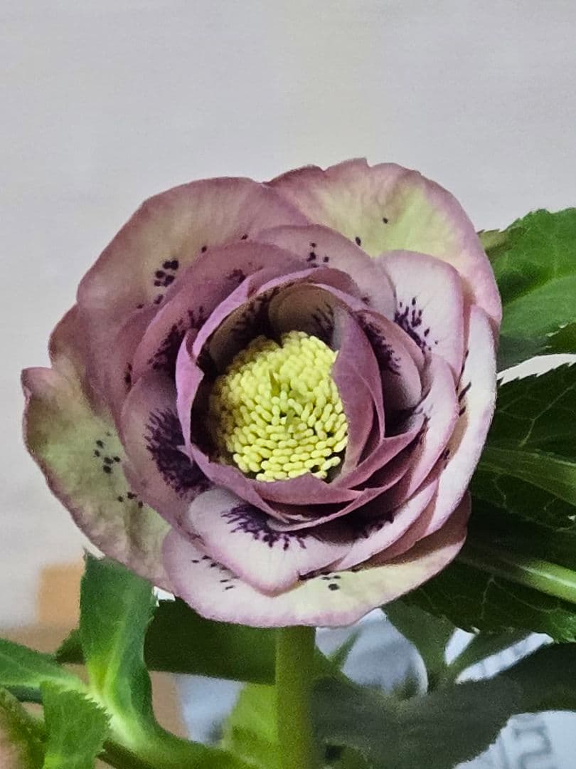 ☆広瀬園芸☆クリスマスローズ☆ブラック☆5号鉢☆ helleborus ブラック 小輪 底赤 #helleborus #クリスマスローズ #広瀬園芸