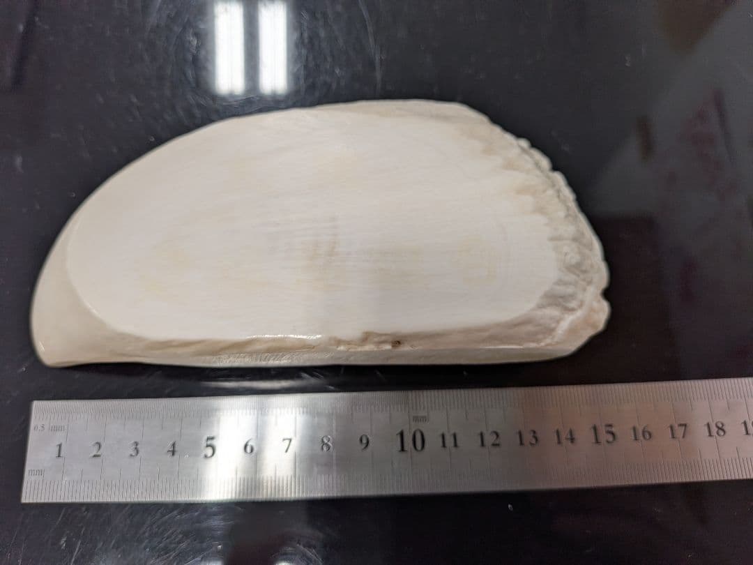 マッコウ鯨歯　本物　片面平磨き済み マッコウクジラの歯