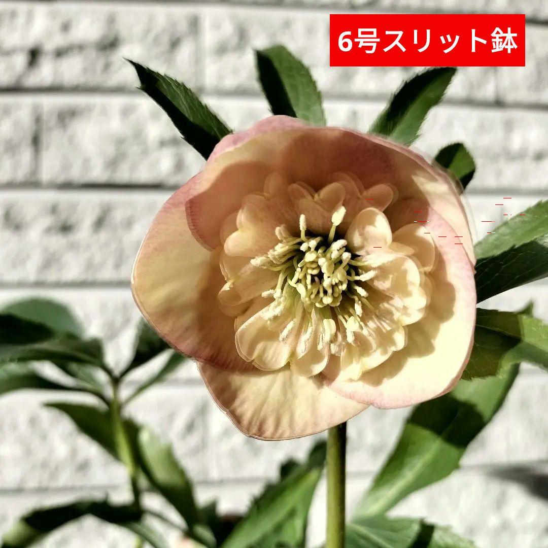 クリスマスローズ　sdオレンジ　6号スリット　苗　鉢　バラ　八重 楽天市場】送料無料【タペストリー 6号鉢 秋開花株】鉢植え バラ 薔薇