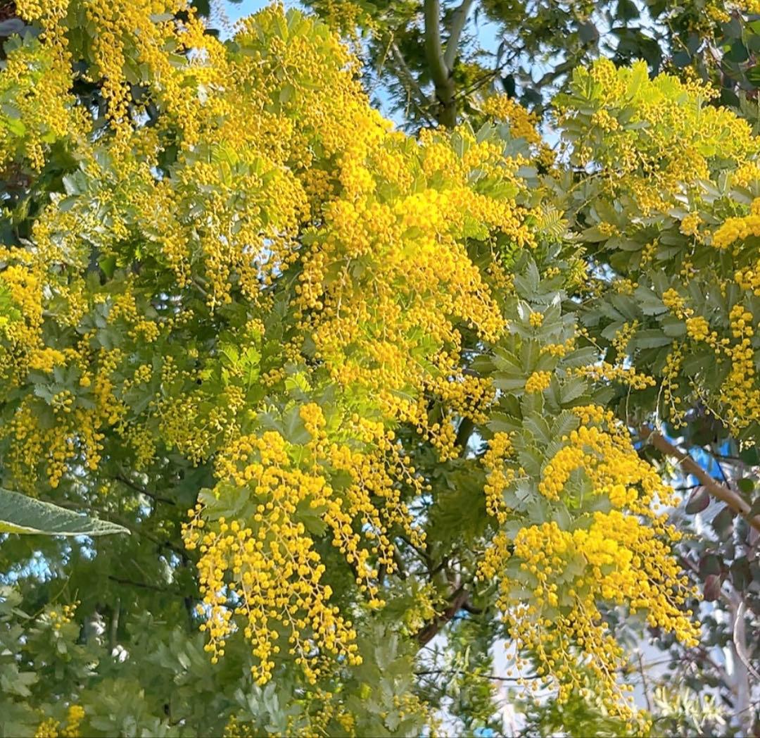 ミモザ 開花後又は蕾 8本 - メルカリ