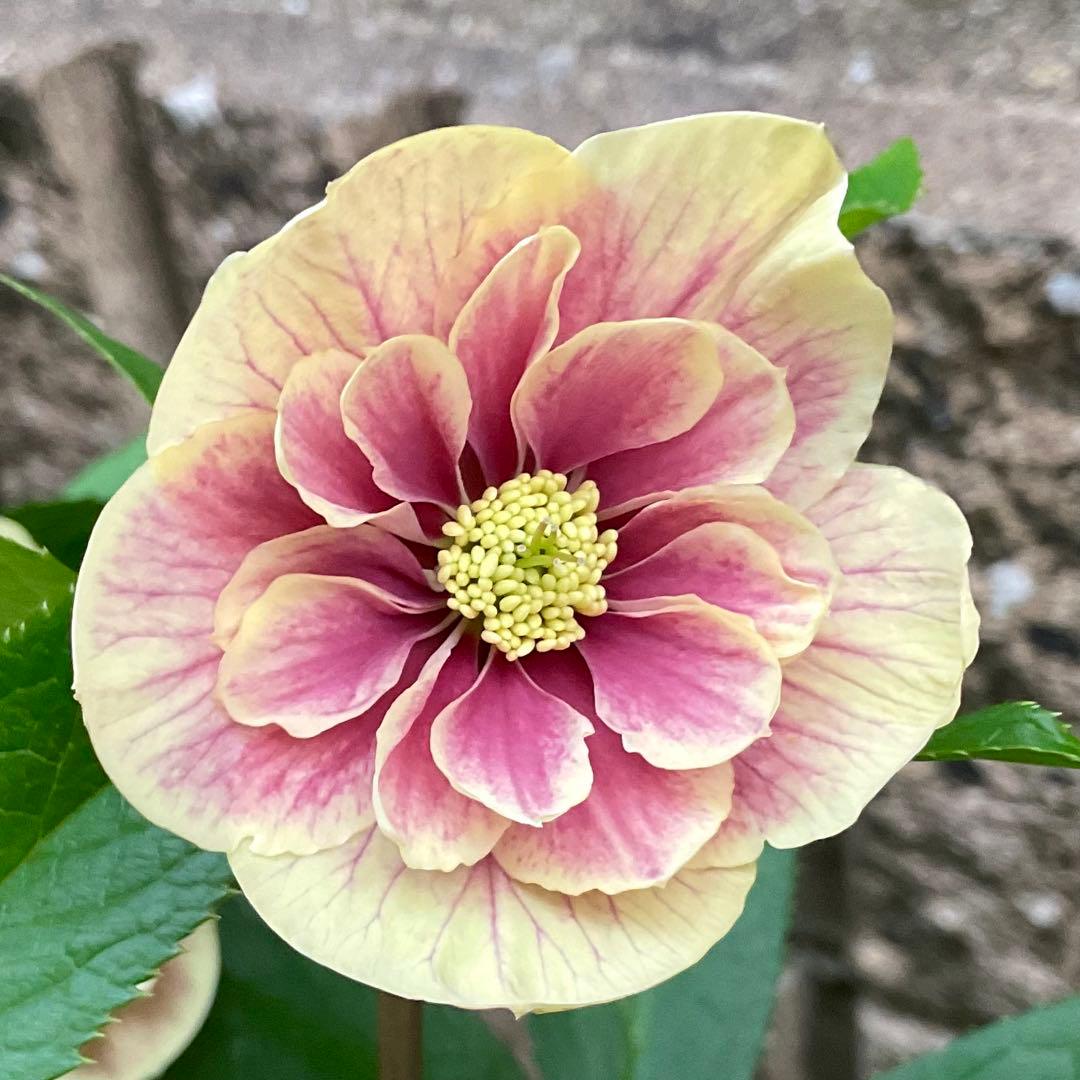 クリスマスローズ ピンクイエローグラデーション 楽天市場】クリスマスローズ ダブル 開花株 ピンクグラデーション