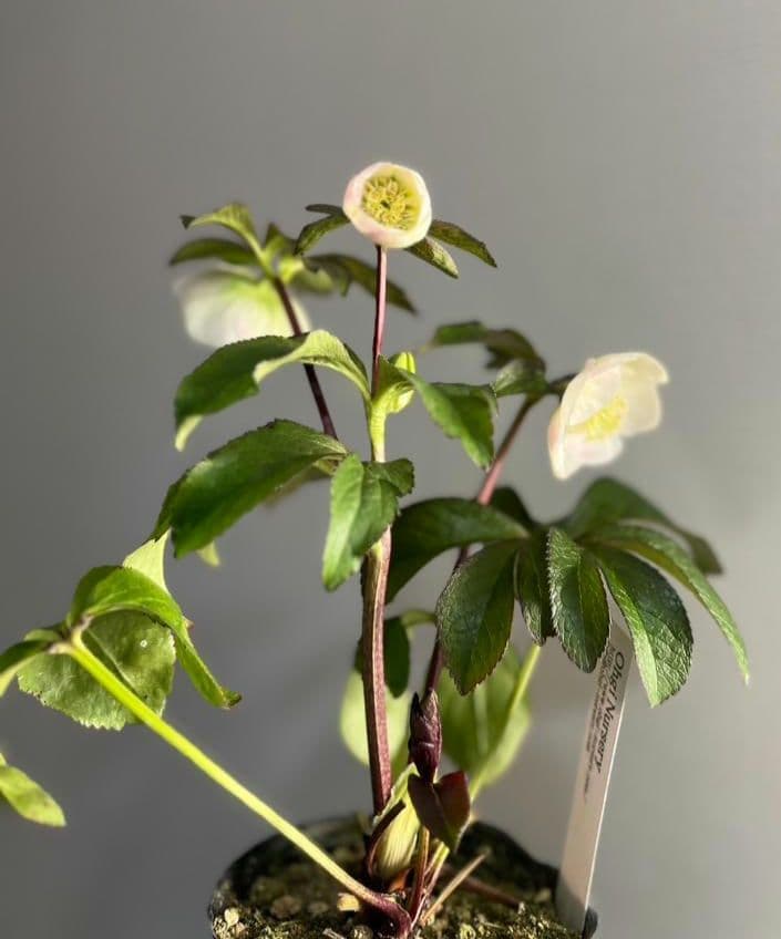 ロ*ズ様 クリスマスローズ　大木　ナーセリーさん　ポーセリンhyb ポーセリンhyb sd大木ナーサリー クリスマスローズ タグ付き 現品 開花