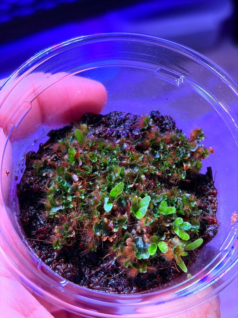 ビカクシダ　Yellow moon dwarf \"EXP\"胞子培養前葉体B