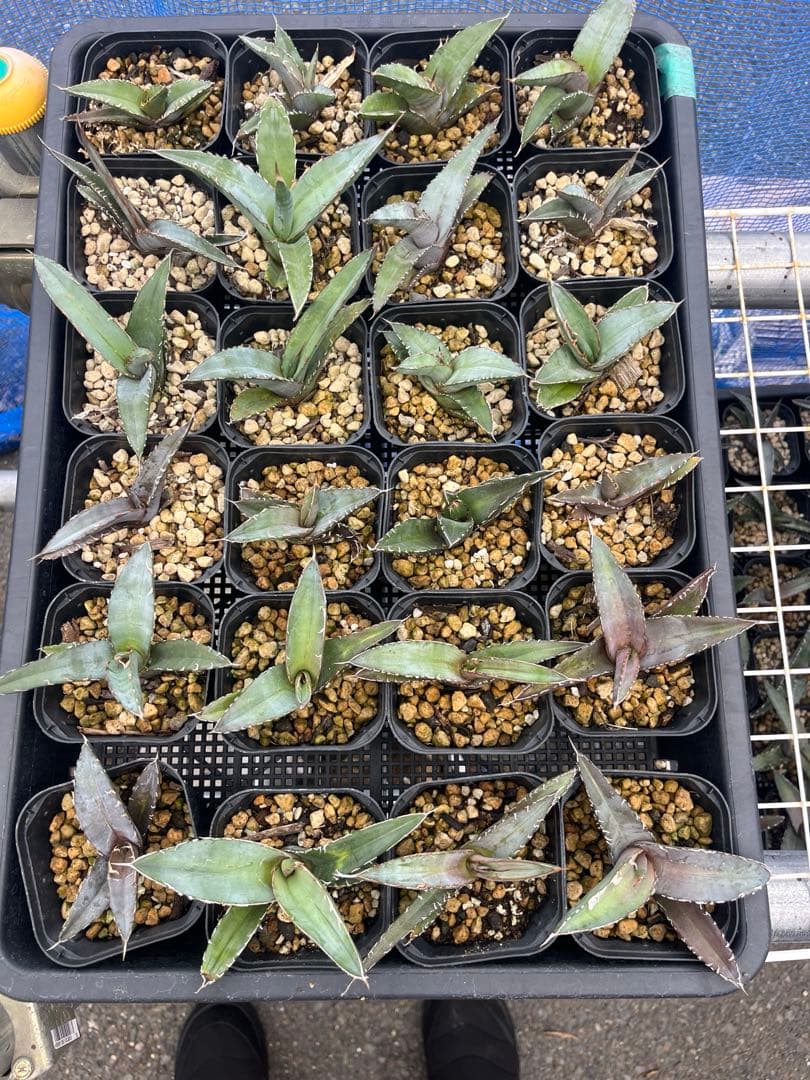 実生アガベ メキシコ オアハカ産 チタノタ オテロイ アガベ実生 B