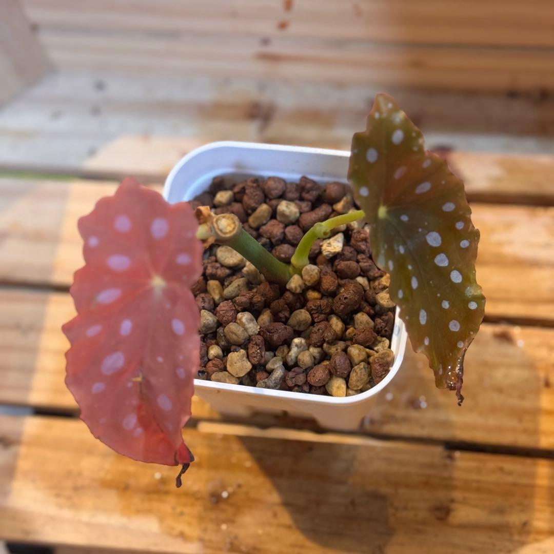 20 ベゴニア マクラータ 斑入り 激レア - メルカリ