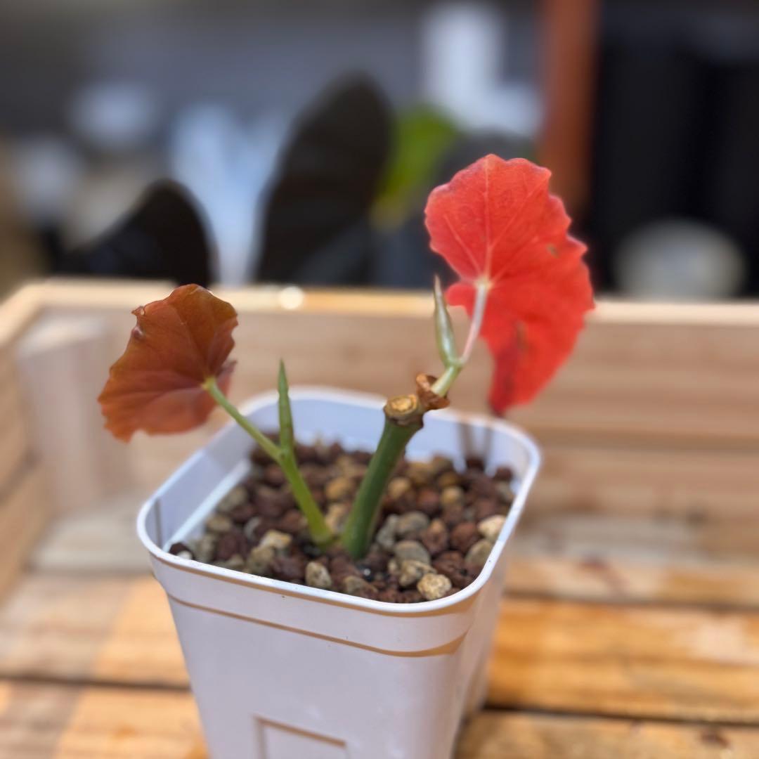 20 ベゴニア マクラータ 斑入り 激レア - メルカリ