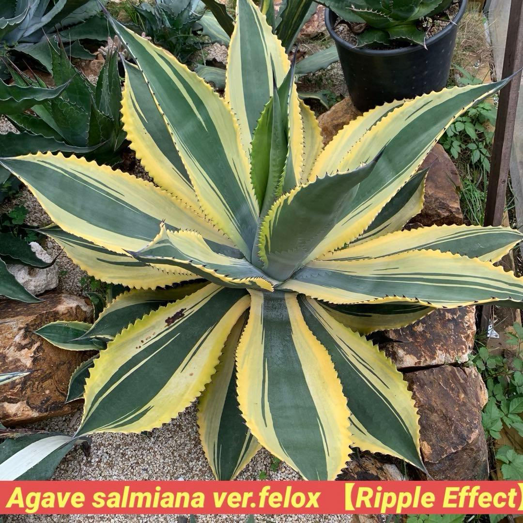 アガベ リップルエフェクト カキコ - メルカリ