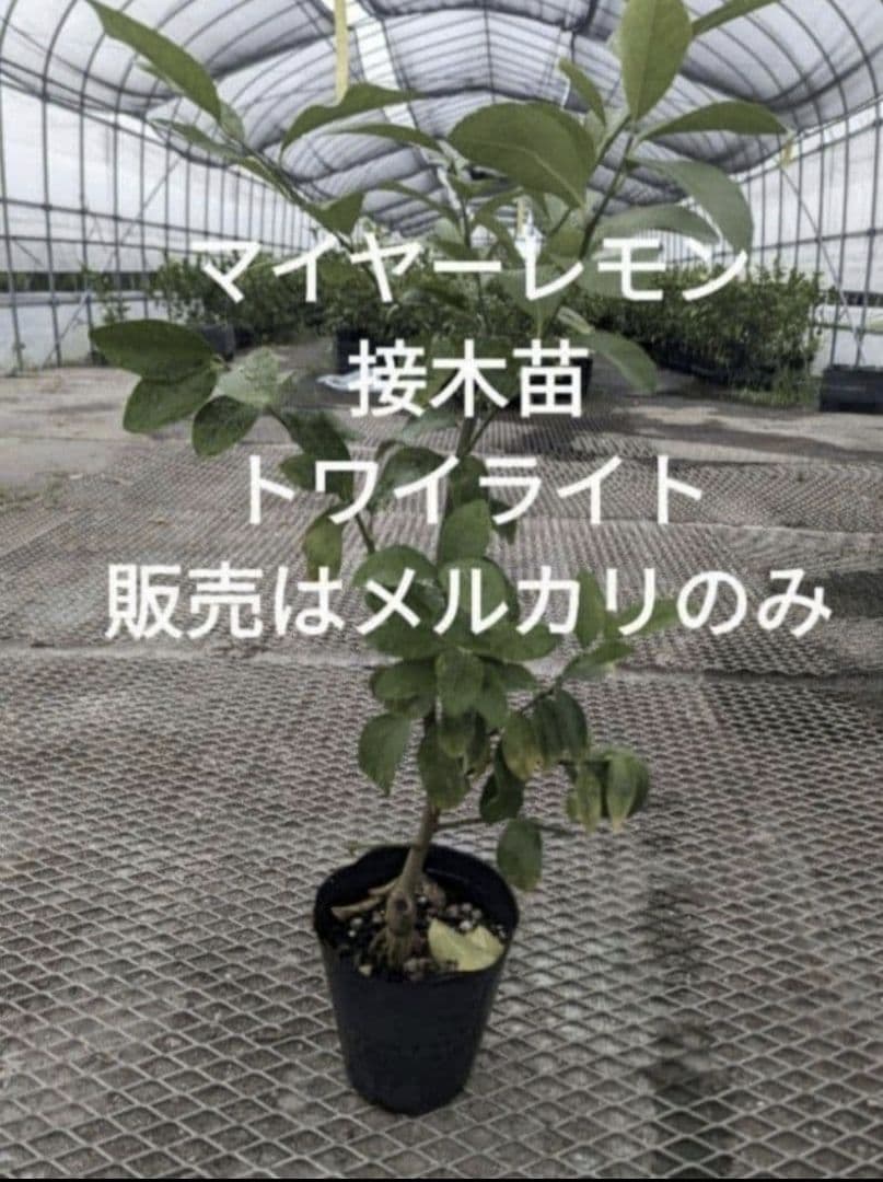 マイヤーレモン接木苗　10本レモン　柑橘苗　接木苗 マイヤーレモン【2年生接ぎ木苗】 | 日本ライン花木センター