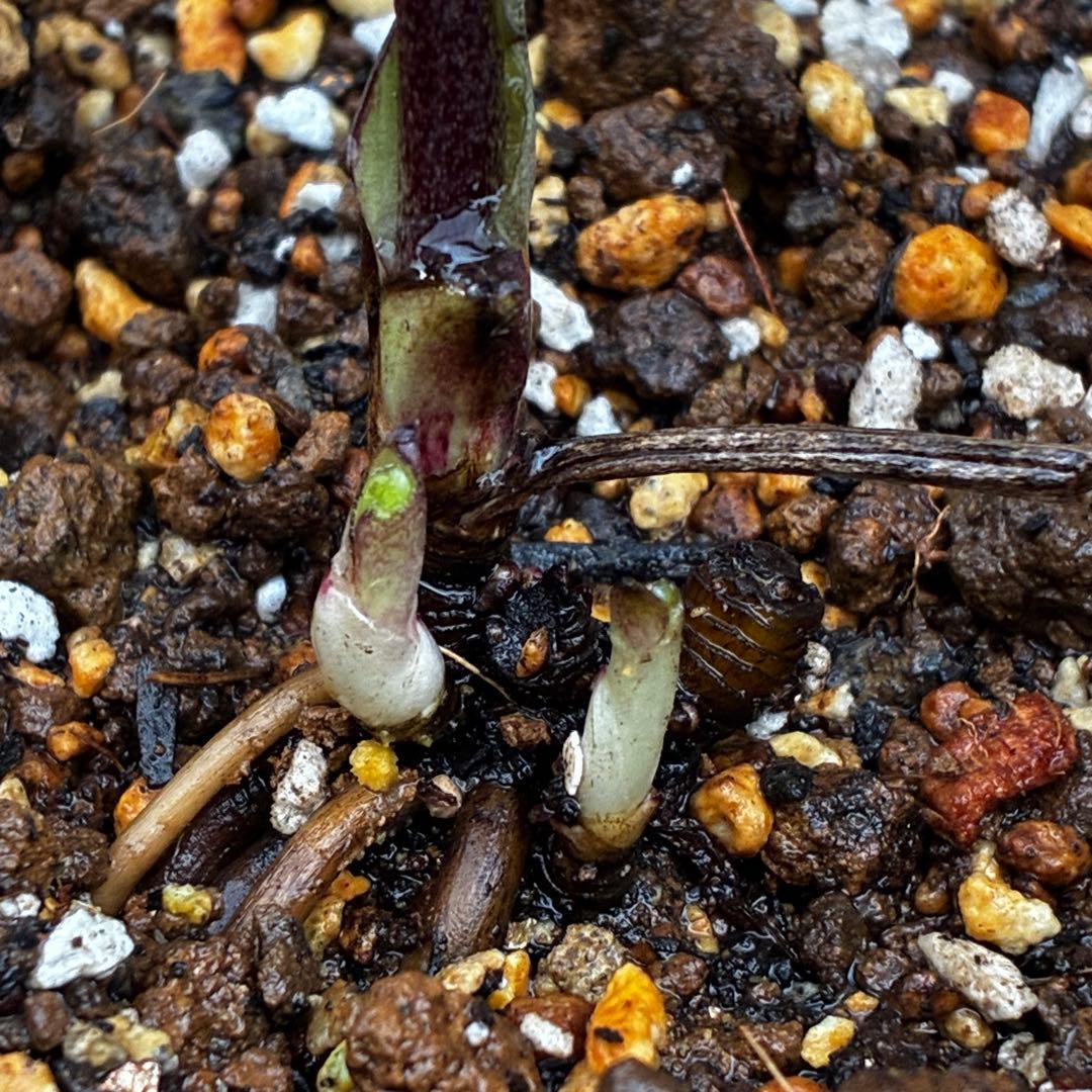 み*ん様 3474☘️花タグ付☘️新芽いっぱい☘️atrorubens⭐️原生地