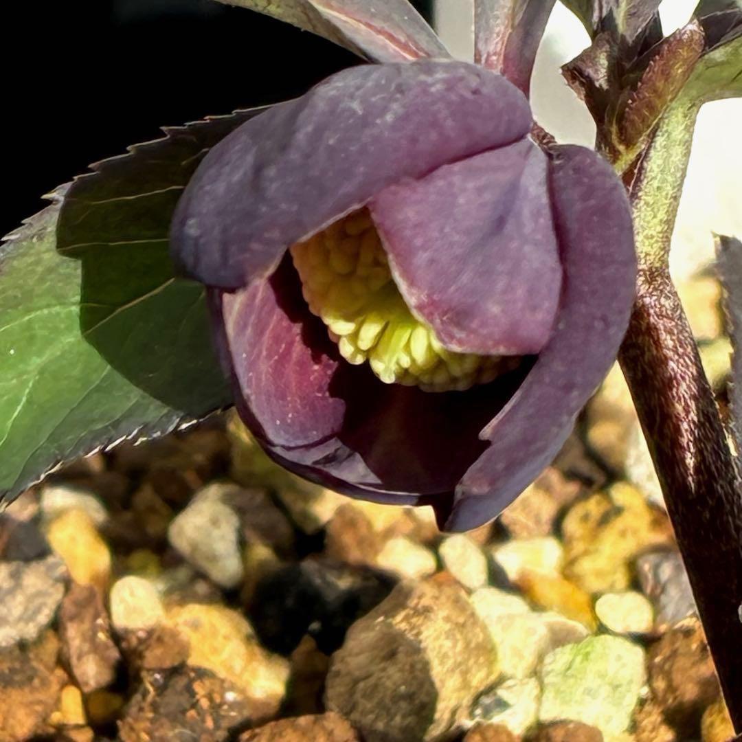 み*ん様 3474☘️花タグ付☘️新芽いっぱい☘️atrorubens⭐️原生地