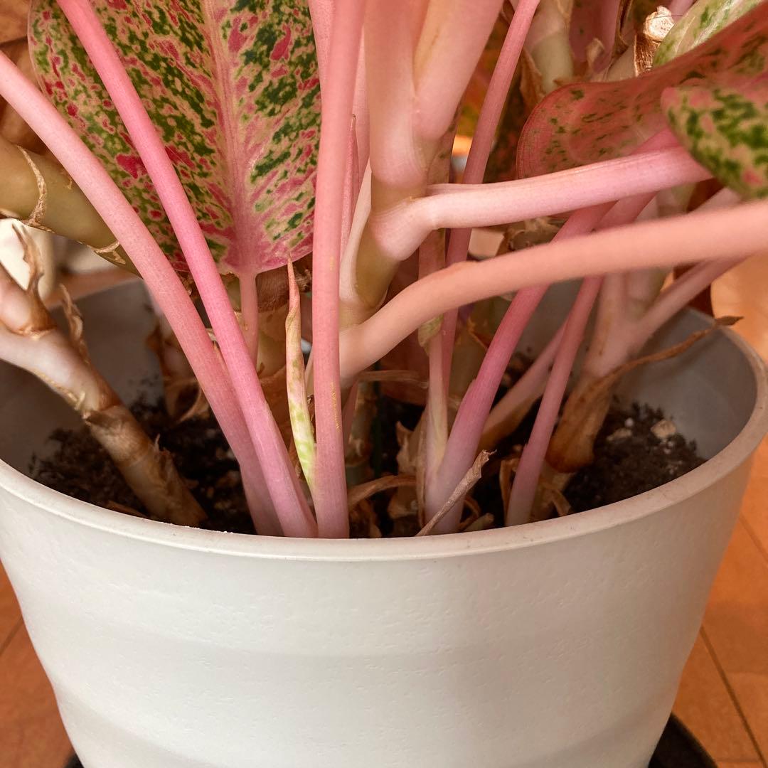 アグラオネマ　大株！zawaina