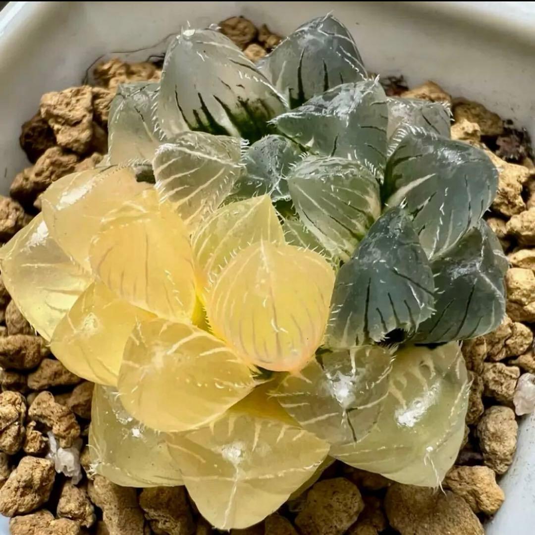 ハオルチア 多肉植物 白赤線オブツーサ錦 糊斑 - メルカリ
