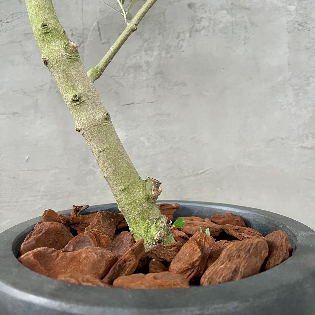 はなはな様専用 最高級樹形 幹極太 Souju オリーブ 【ピクアル】 10号