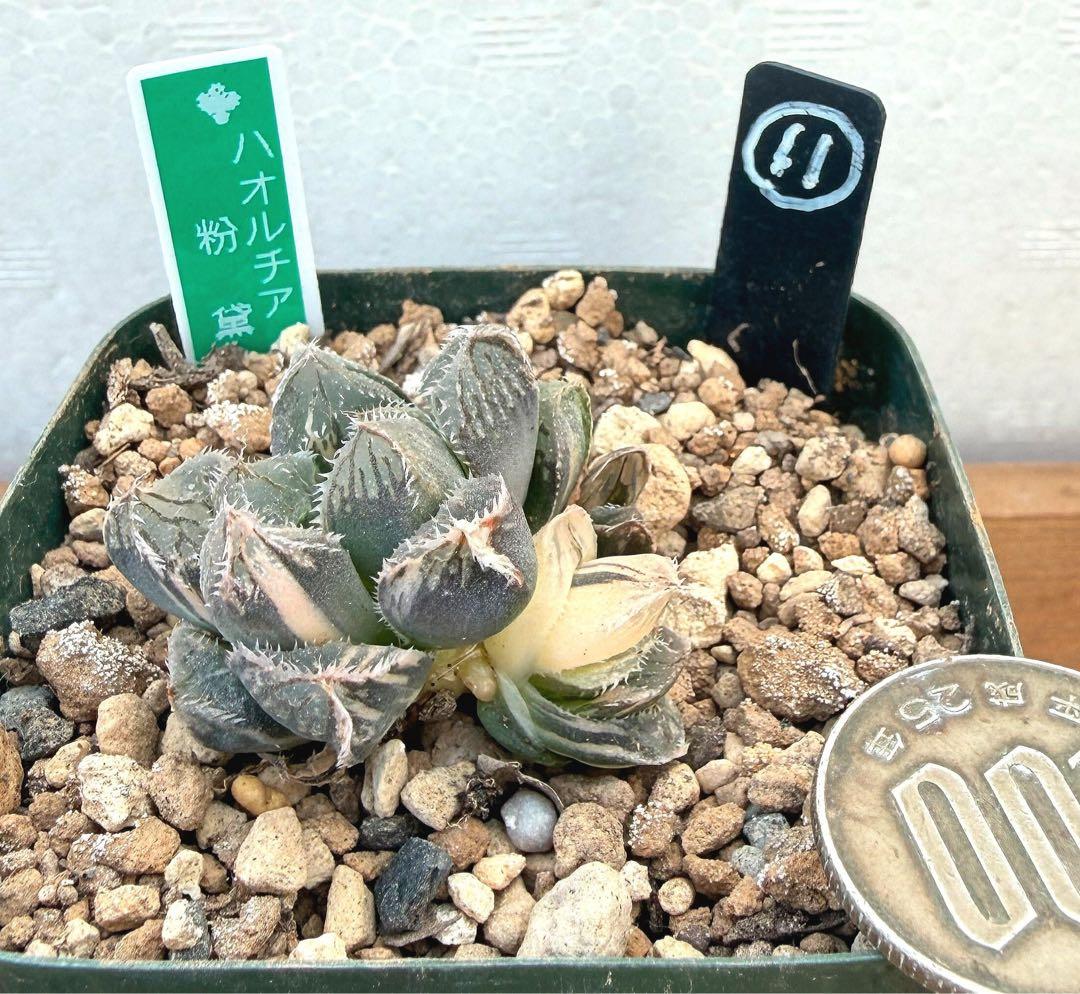 極上班‼️多肉植物 ハオルチア 粉黛錦 抜き苗11 - メルカリ