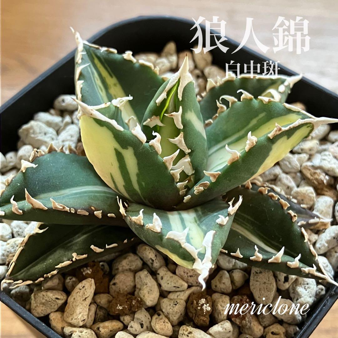 専用【匿名配送】太斑 美株 アガベ チタノタ 狼人錦 白中斑 TC - メルカリ