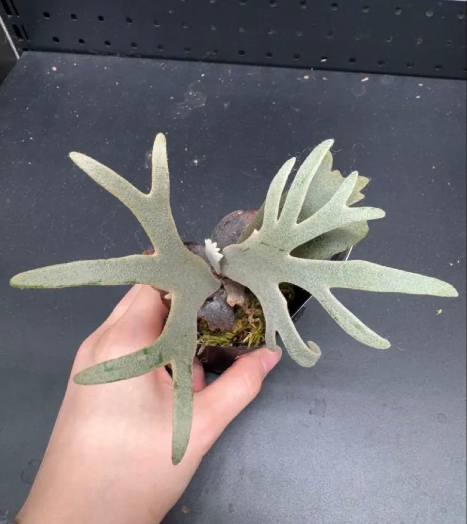 【平凡之鹿】YMDS Totoro HHRナーセリータグ付け #145 MG54820_GG61_color_01_f4ba31ce