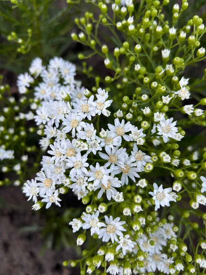 雪白柳葉友禅菊（セッパクヤナギバユウゼンギク）抜き苗2株 ポットの