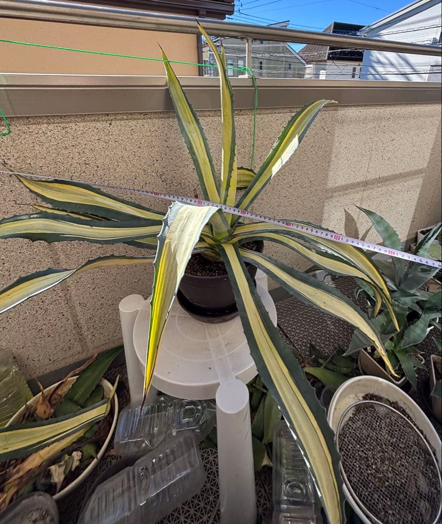 特大‼️ アガベ アメリカーナ・メディオピクタ 中斑 黄中班 横幅100㎝